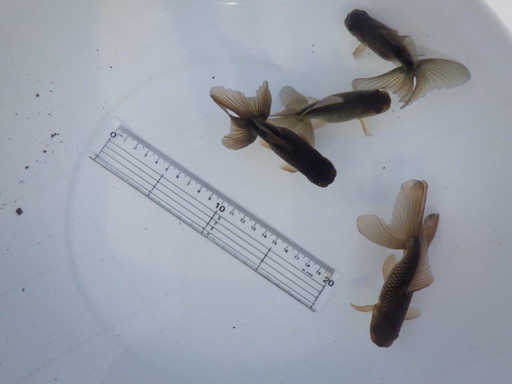 【志摩 林 万貴 氏】激アツ! ブラックドラゴン 約12㎝ ~ 限定4尾 送料別