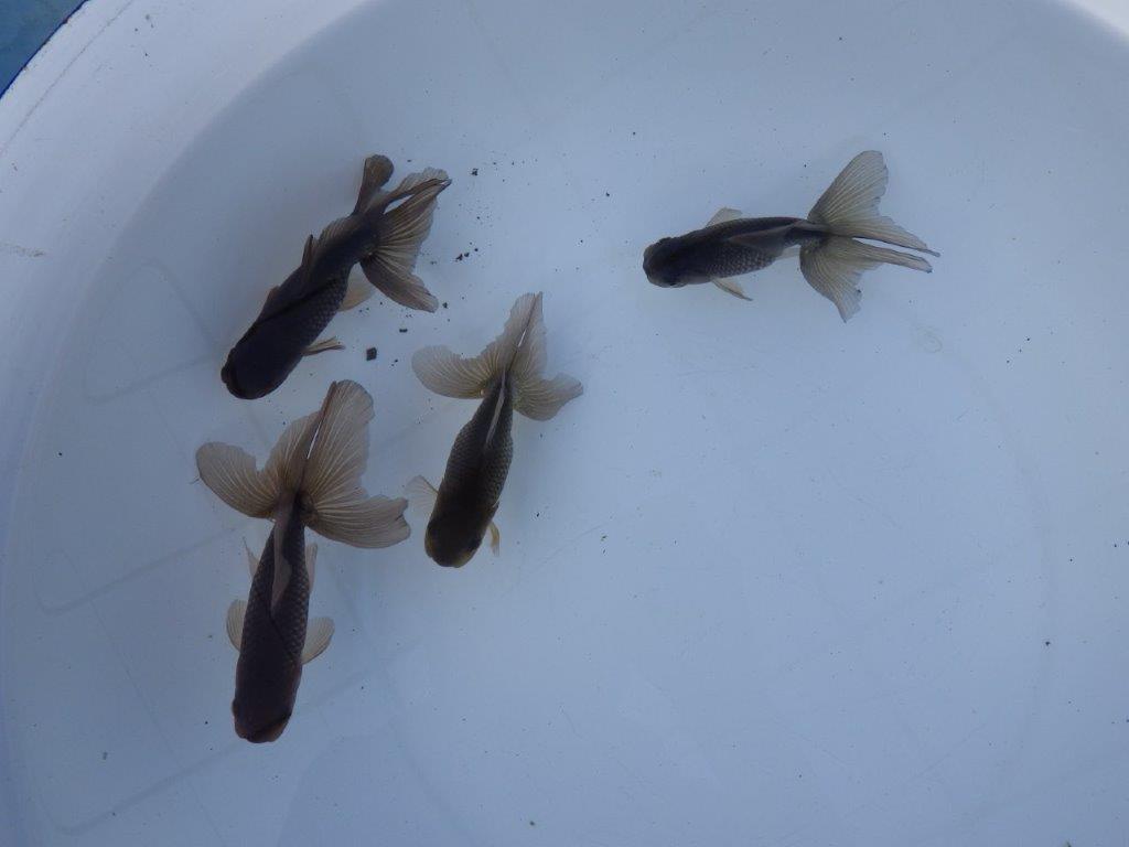 【志摩 林 万貴 氏】激アツ! ブラックドラゴン 約12㎝ ~ 限定4尾 送料別