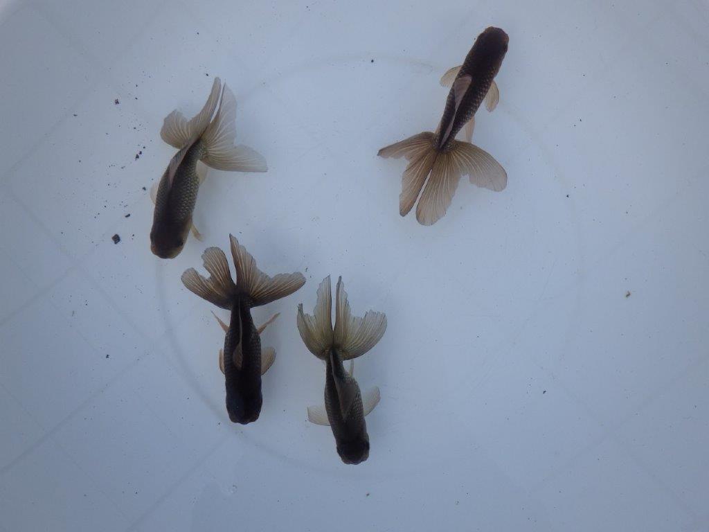 【志摩 林 万貴 氏】激アツ! ブラックドラゴン 約12㎝ ~ 限定4尾 送料別