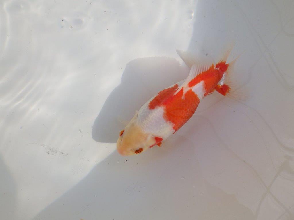 【なおちん金魚 氏】激レア 上物2歳更紗和金 B 約20㎝ メス