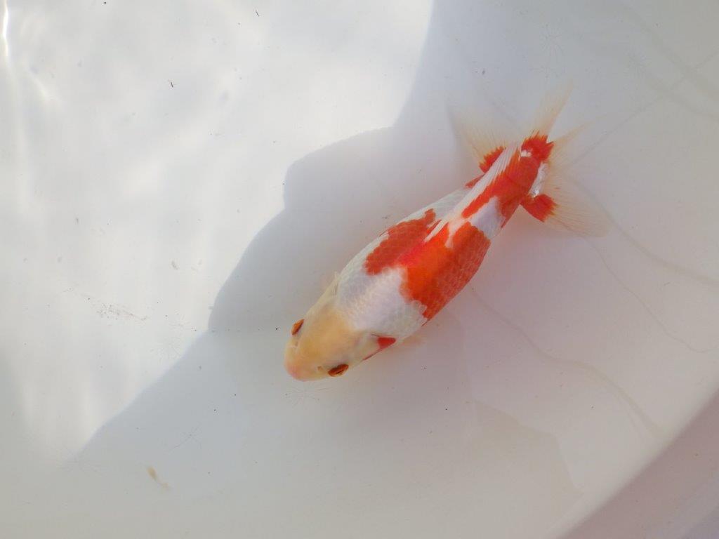 【なおちん金魚 氏】激レア 上物2歳更紗和金 B 約20㎝ メス