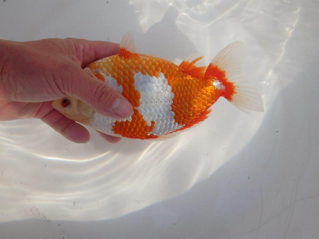 【なおちん金魚 氏】激レア 上物2歳更紗和金 B 約20㎝ メス