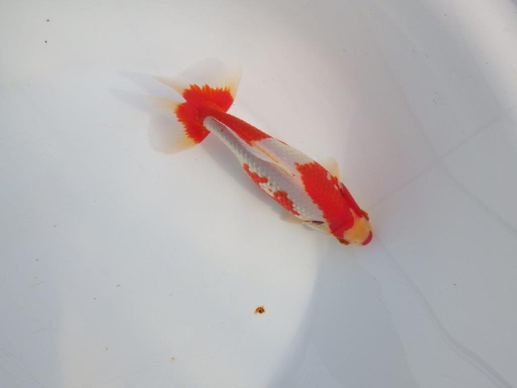 【なおちん金魚 氏】激レア 上物2歳更紗和金 C 約17㎝オス