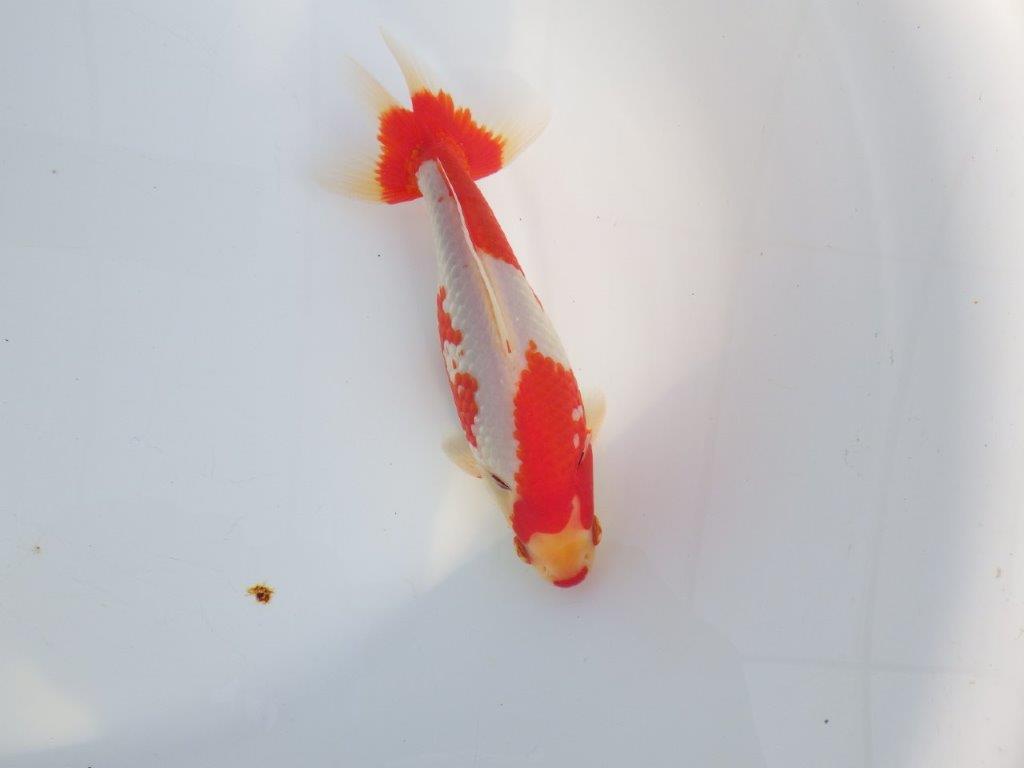【なおちん金魚 氏】激レア 上物2歳更紗和金 C 約17㎝オス