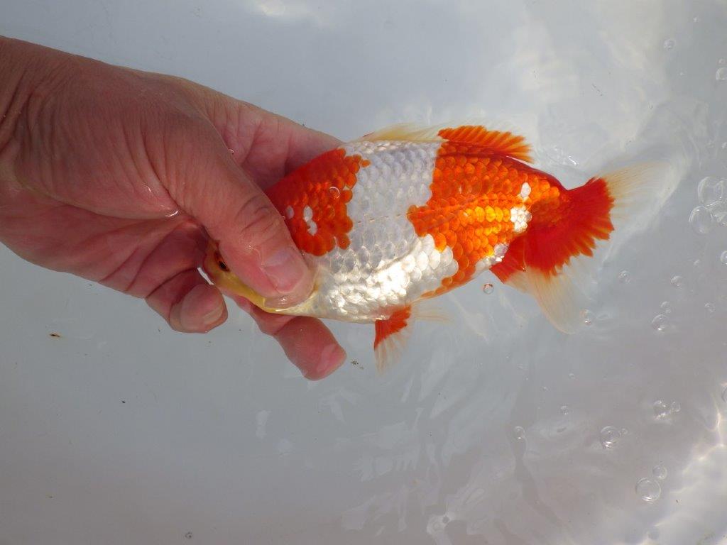 【なおちん金魚 氏】激レア 上物2歳更紗和金 C 約17㎝オス