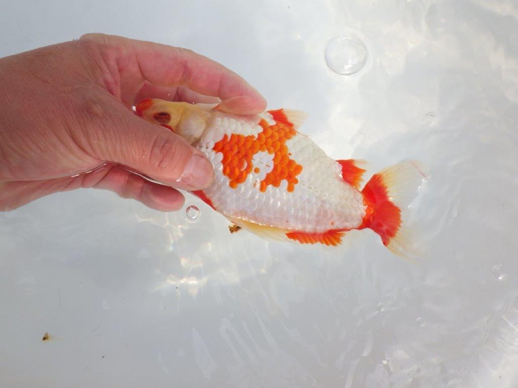 【なおちん金魚 氏】激レア 上物2歳更紗和金 C 約17㎝オス