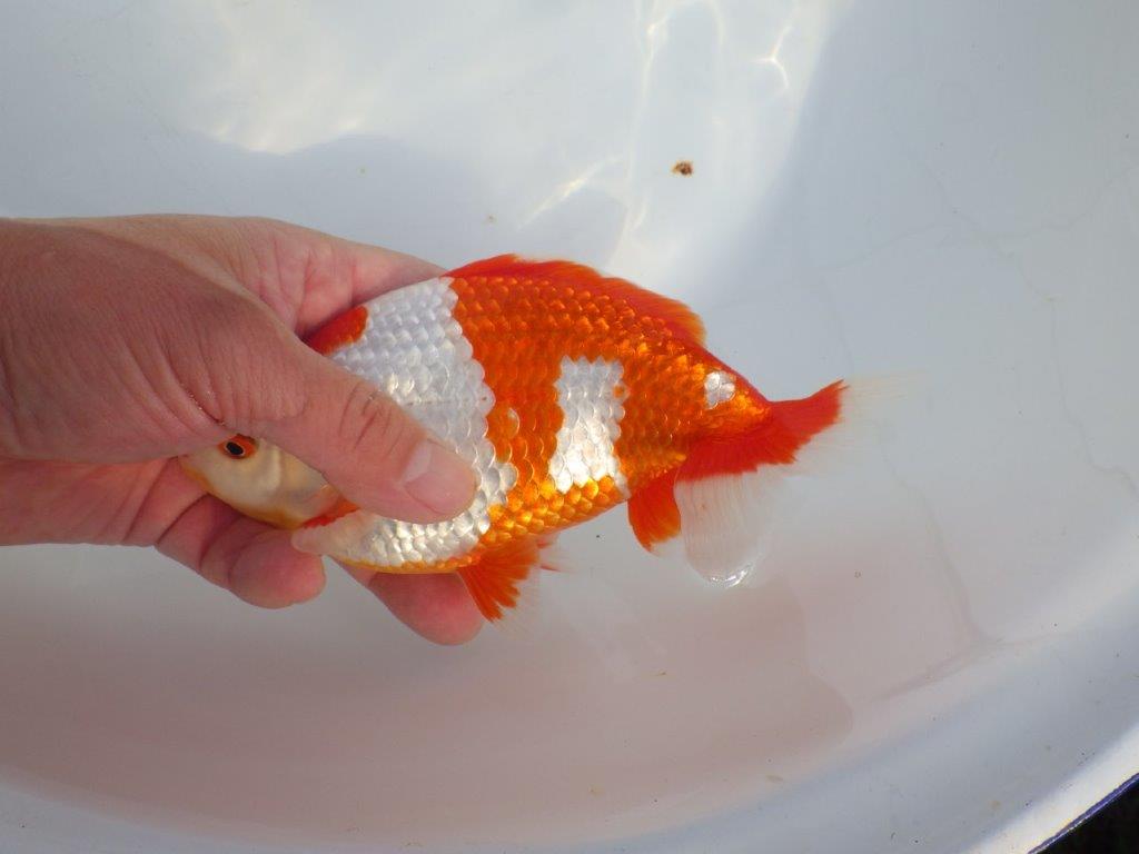 【なおちん金魚 氏】激レア 上物2歳更紗和金 D 約18,5㎝メス