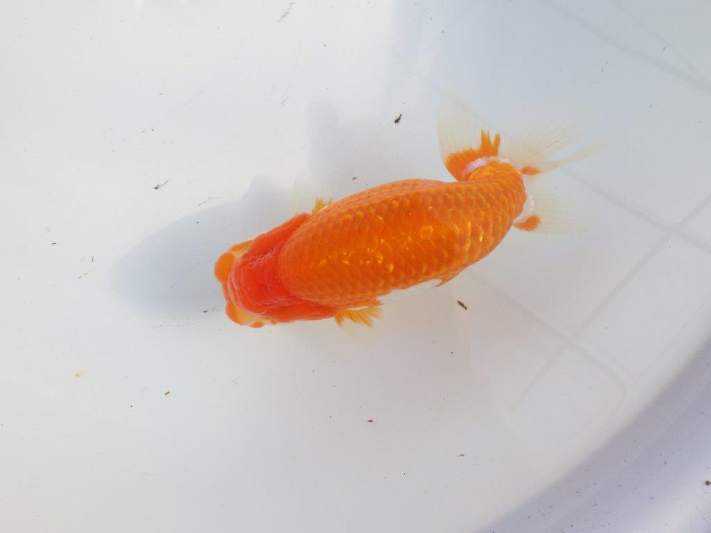 【浜松 疋田秀雄氏】成長力があり大きくなる系統らんちゅうA 約15,5㎝ オス