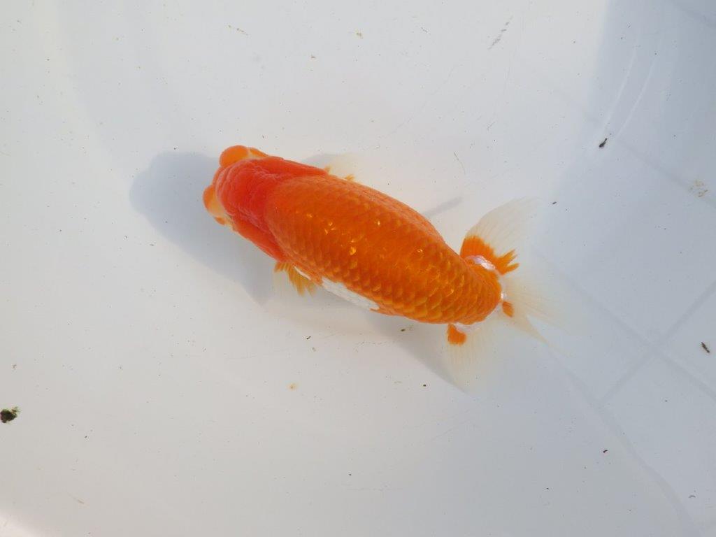 【浜松 疋田秀雄氏】成長力があり大きくなる系統らんちゅうA 約15,5㎝ オス