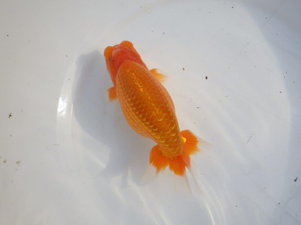 【浜松　疋田 秀雄 氏】成長力があり大きくなる系統らんちゅうB 約16㎝ オス