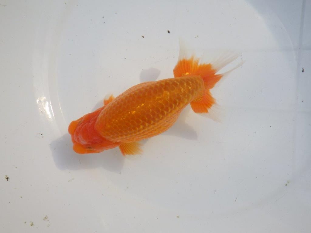 【浜松　疋田 秀雄 氏】成長力があり大きくなる系統らんちゅうB 約16㎝ オス