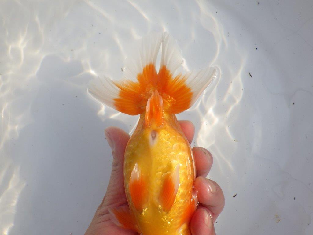 【浜松　疋田 秀雄 氏】成長力があり大きくなる系統らんちゅうB 約16㎝ オス