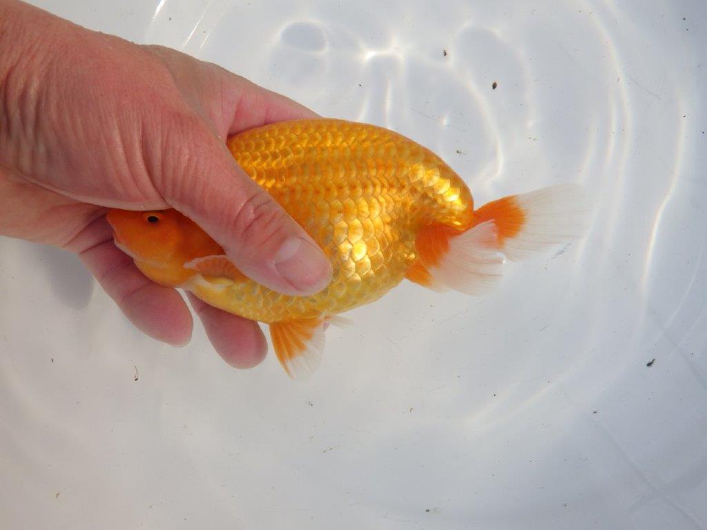 【浜松　疋田 秀雄 氏】成長力があり大きくなる系統らんちゅうB 約16㎝ オス