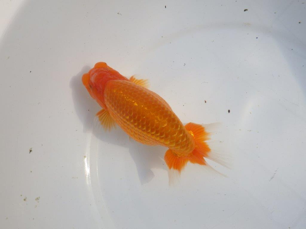 【浜松　疋田 秀雄 氏】成長力があり大きくなる系統らんちゅうB 約16㎝ オス