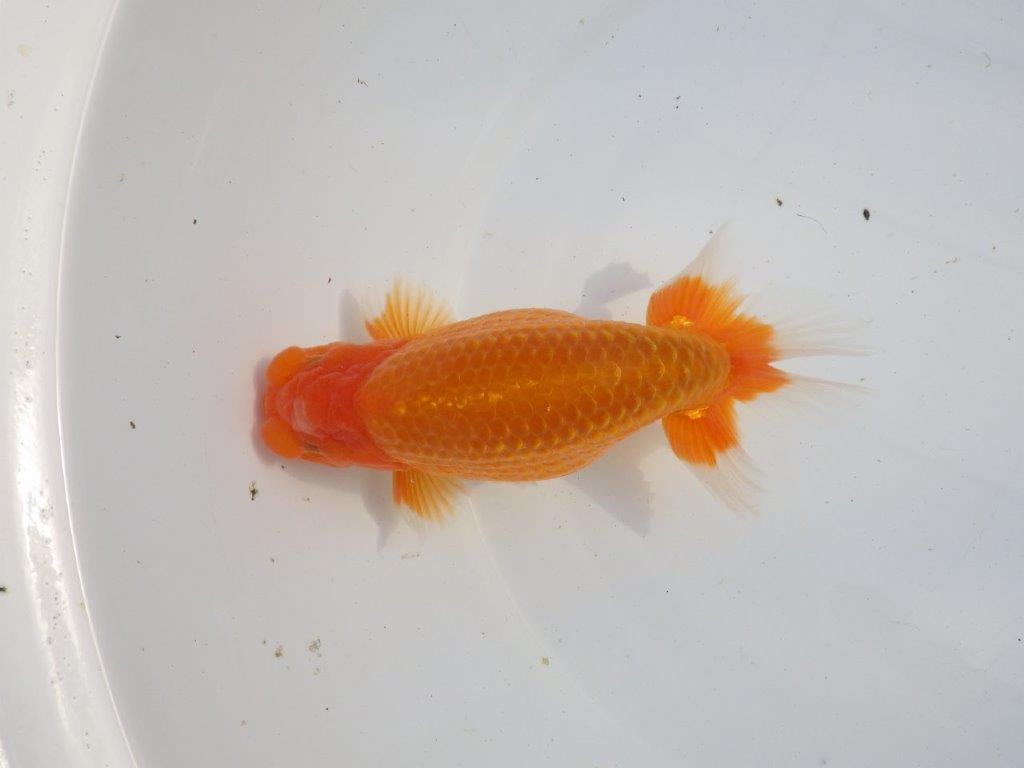 【浜松　疋田 秀雄 氏】成長力があり大きくなる系統らんちゅうB 約16㎝ オス