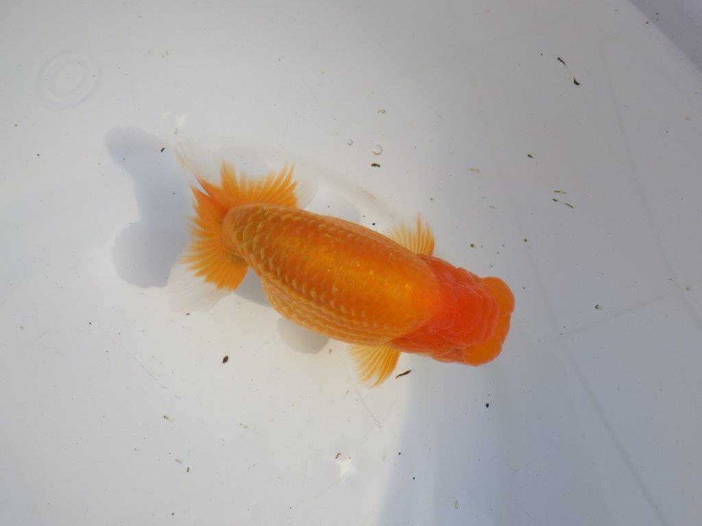 【浜松 疋田秀雄 氏】成長力があり大きくなる系統らんちゅうC 約15㎝  オス