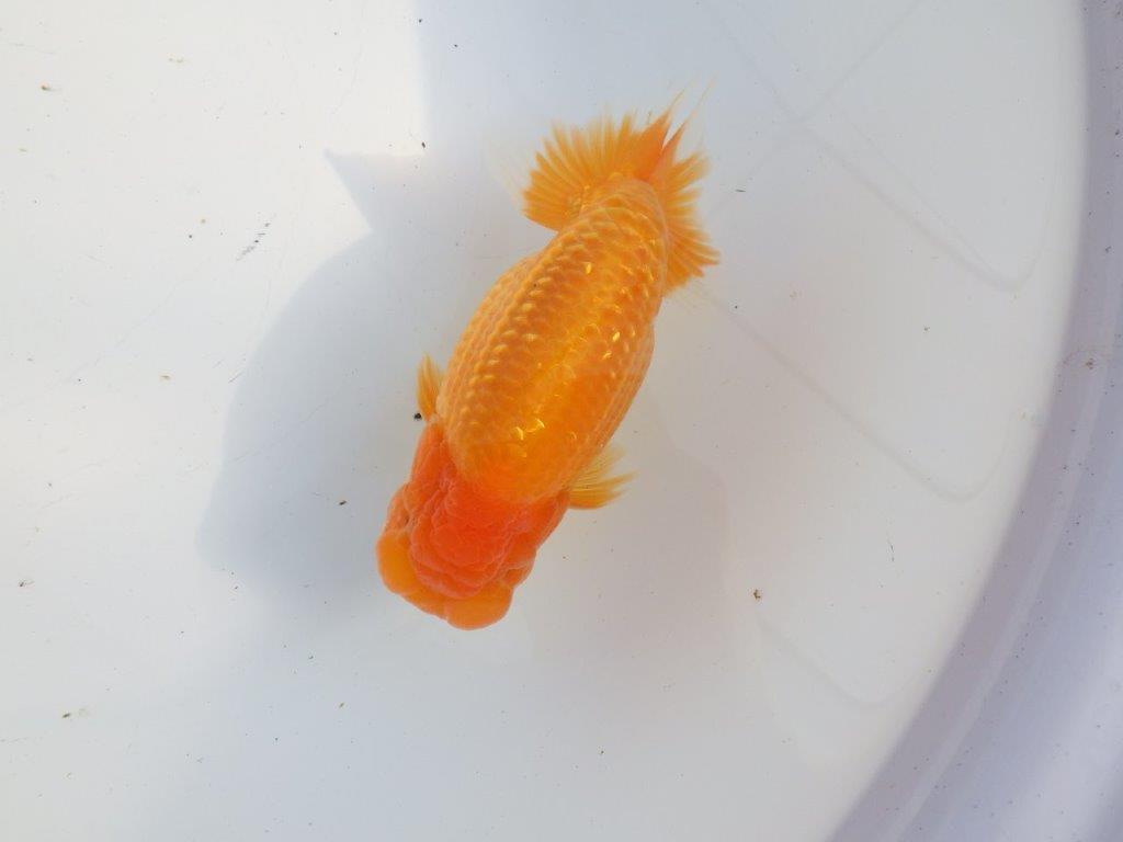 【浜松 疋田秀雄 氏】成長力があり大きくなる系統らんちゅうC 約15㎝  オス