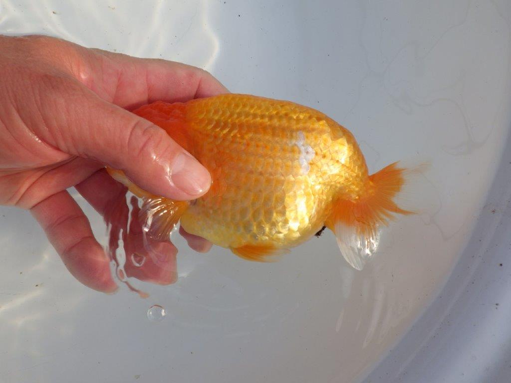 【浜松 疋田秀雄 氏】成長力があり大きくなる系統らんちゅうC 約15㎝  オス