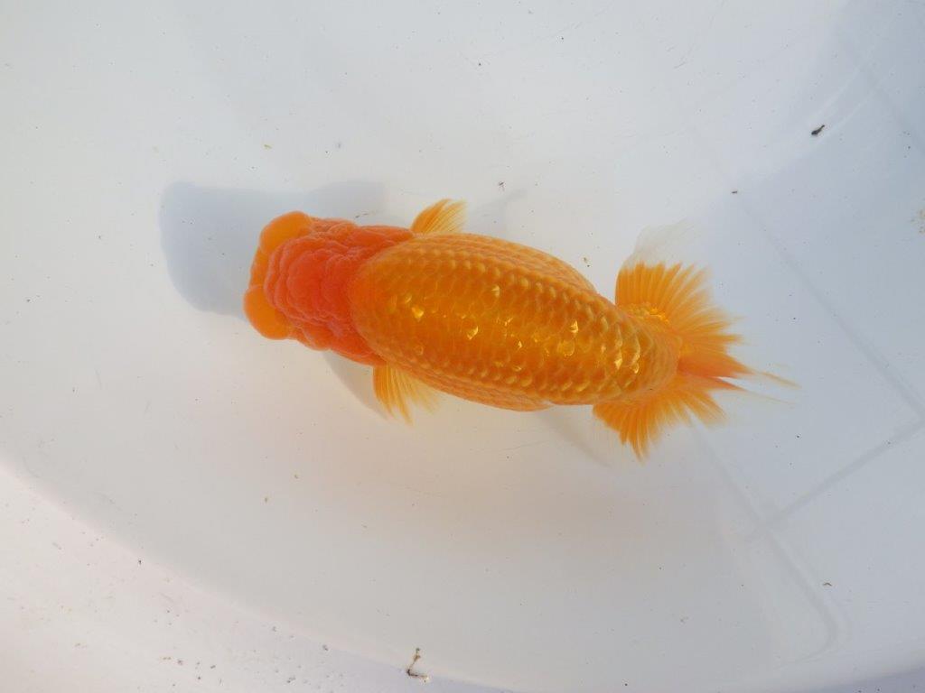 【浜松 疋田秀雄 氏】成長力があり大きくなる系統らんちゅうC 約15㎝  オス