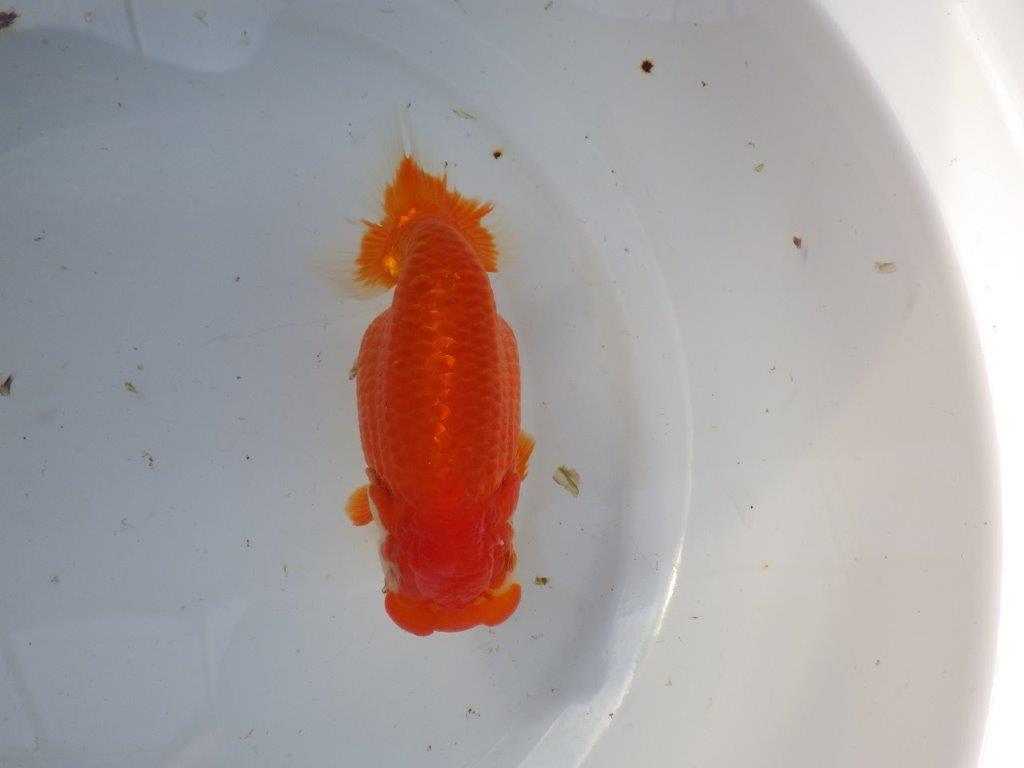 【浜松 茂木彰 氏】今後が楽しみな逸品魚 種にもお勧めらんちゅう 約15,5㎝  メス？