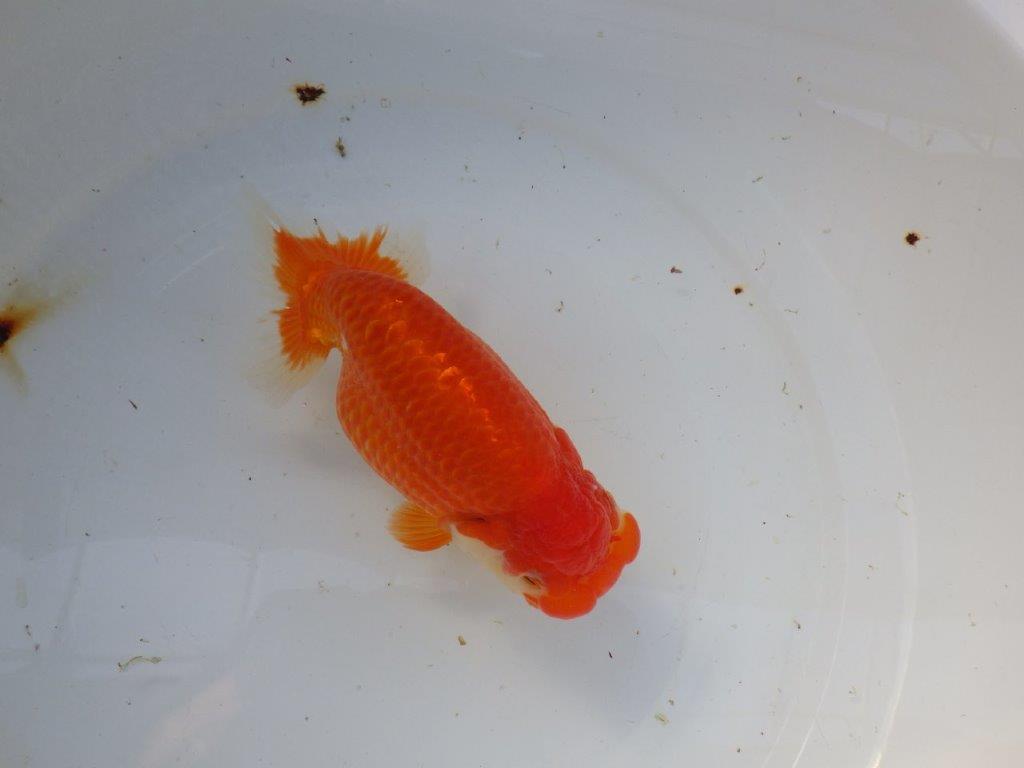 【浜松 茂木彰 氏】今後が楽しみな逸品魚 種にもお勧めらんちゅう 約15,5㎝  メス？