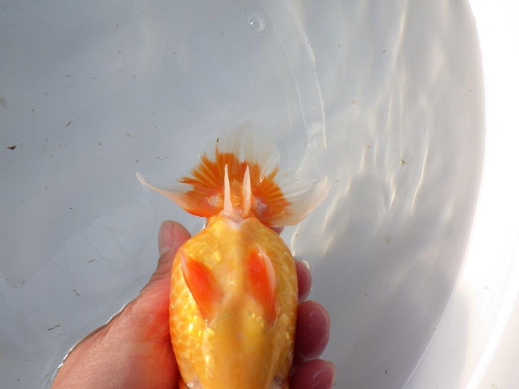 【浜松 茂木彰 氏】今後が楽しみな逸品魚 種にもお勧めらんちゅう 約15,5㎝  メス？