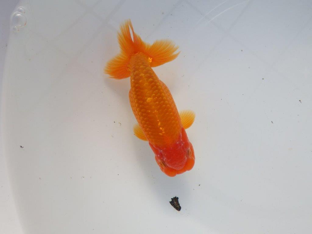 【 愛知超優良系統様】背なりが綺麗で尾のフンいいも良い当歳らんちゅう 約14㎝  オス