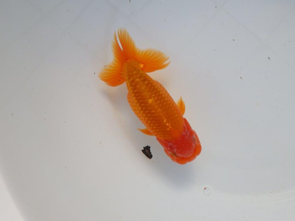 【 愛知超優良系統様】背なりが綺麗で尾のフンいいも良い当歳らんちゅう 約14㎝  オス