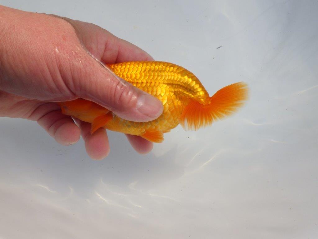 【 愛知超優良系統様】背なりが綺麗で尾のフンいいも良い当歳らんちゅう 約14㎝  オス