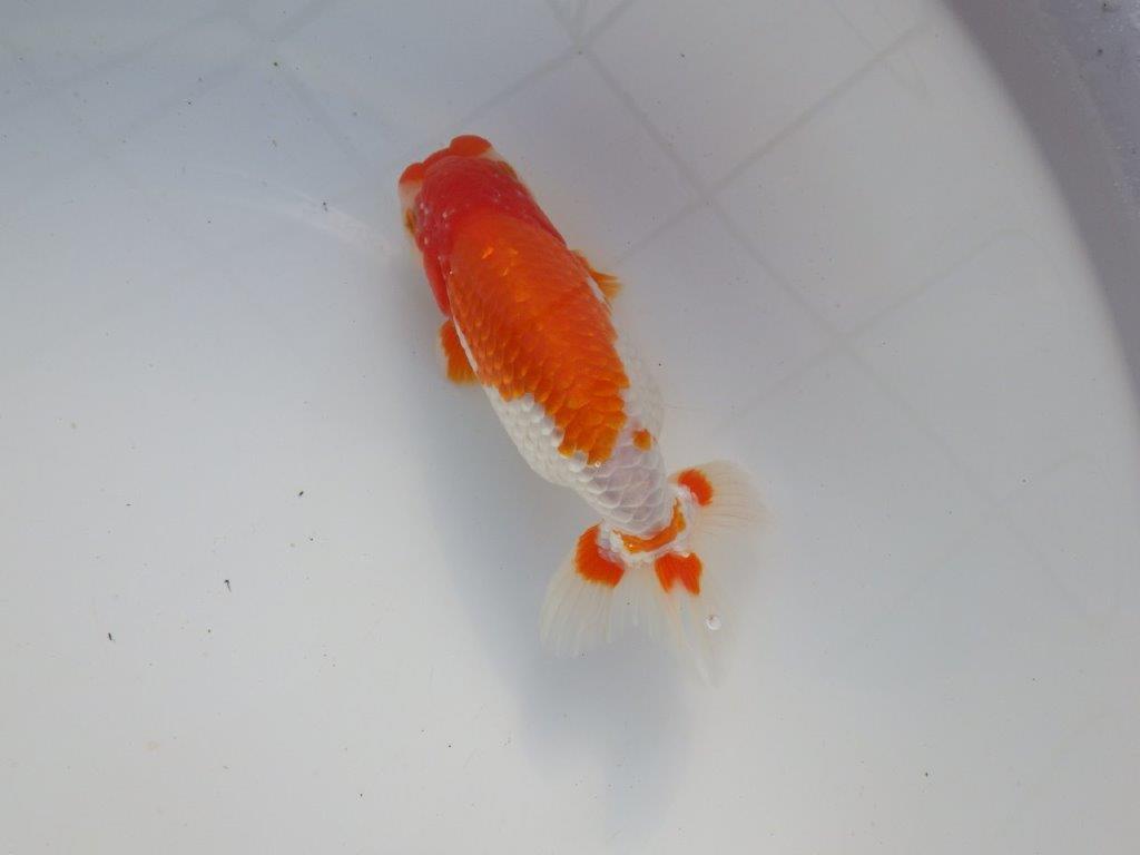 【 愛知超優良系統様】色艶が良く背も綺麗で映える当歳らんちゅう 約15㎝  オス