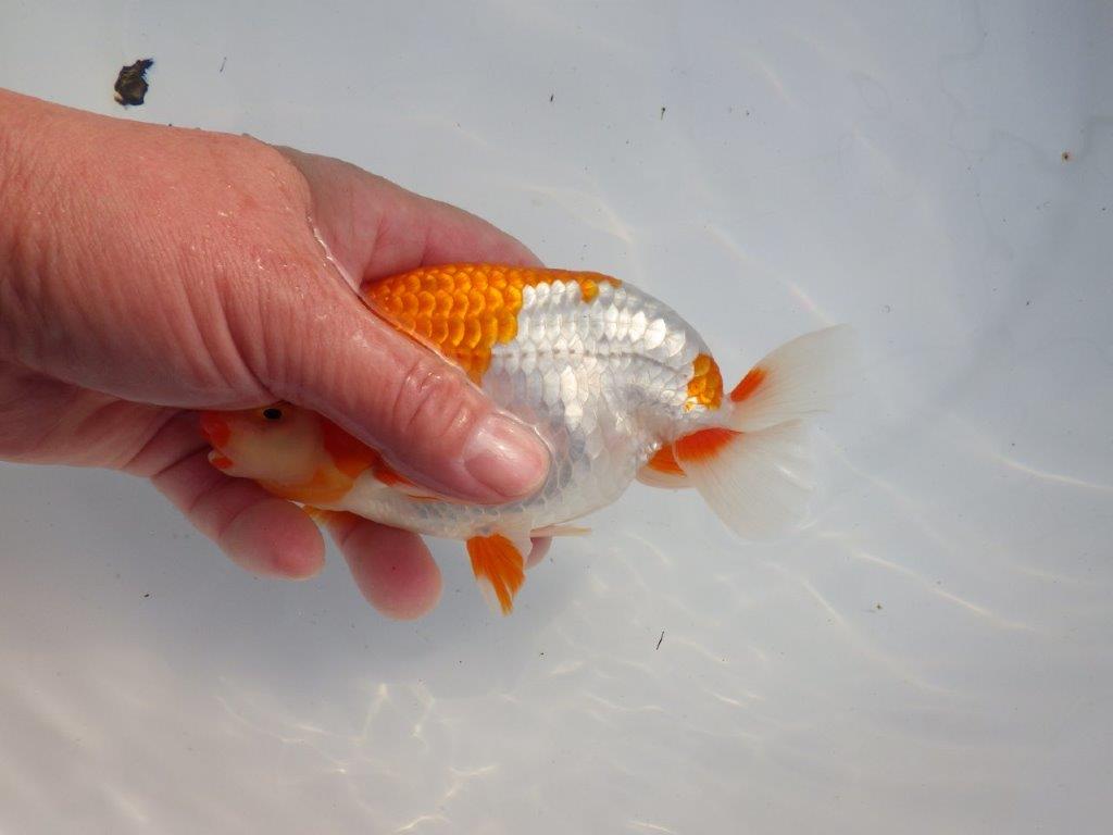 【 愛知超優良系統様】色艶が良く背も綺麗で映える当歳らんちゅう 約15㎝  オス