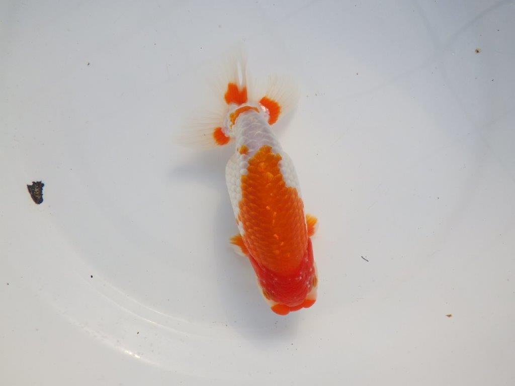 【 愛知超優良系統様】色艶が良く背も綺麗で映える当歳らんちゅう 約15㎝  オス