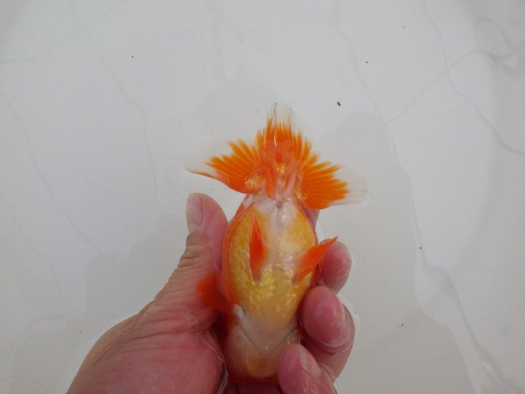 【浜松 高林 優 氏】可愛いフンタンらんちゅう 約11㎝  オス