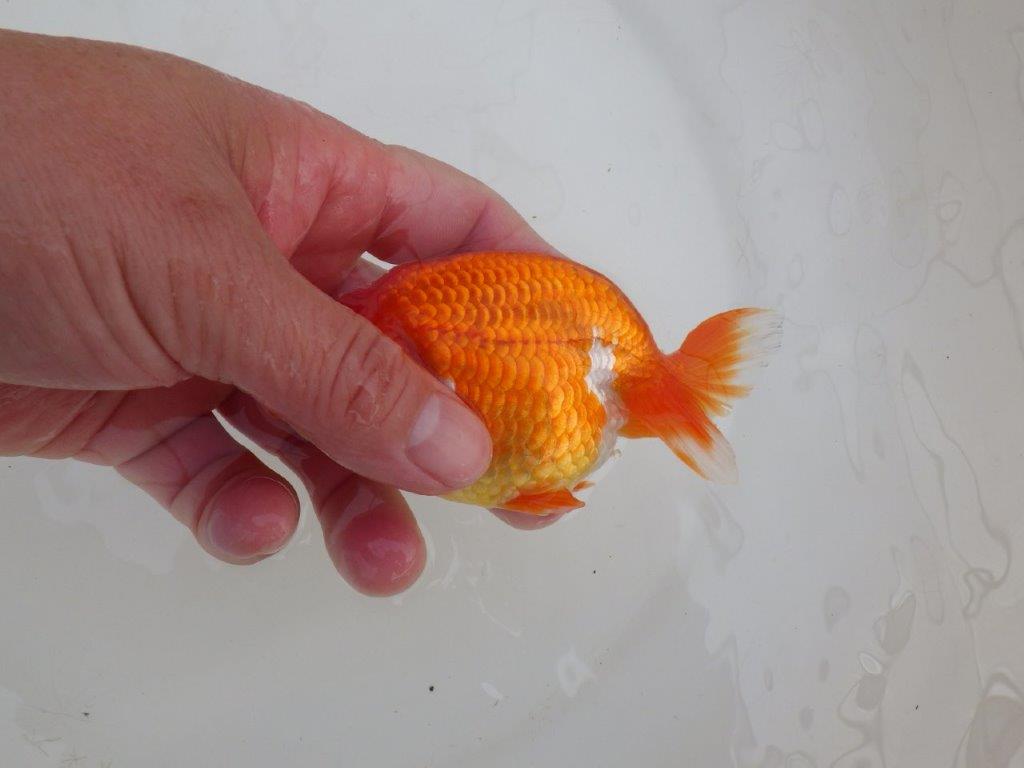 【浜松 高林 優 氏】可愛いフンタンらんちゅう 約11㎝  オス