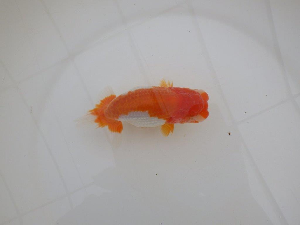 【浜松 高林 優 氏】背も綺麗で映えるらんちゅう 約12,5㎝  メス?