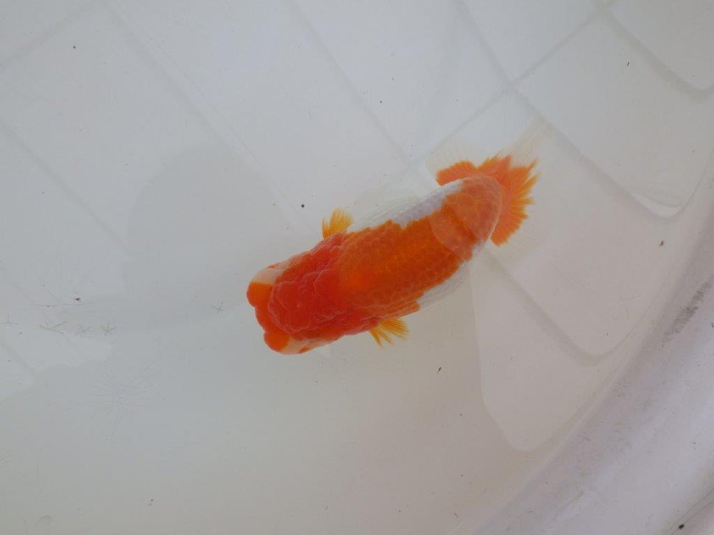 【浜松 高林 優 氏】背も綺麗で映えるらんちゅう 約12,5㎝  メス?