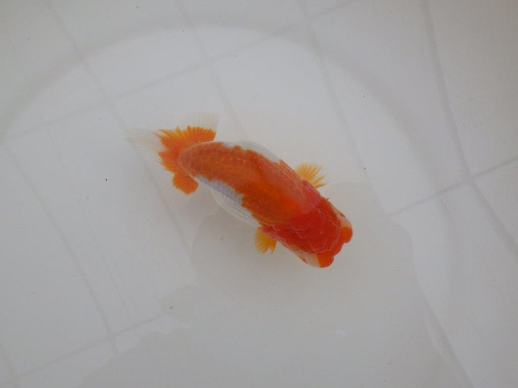 【浜松 高林 優 氏】背も綺麗で映えるらんちゅう 約12,5㎝  メス?