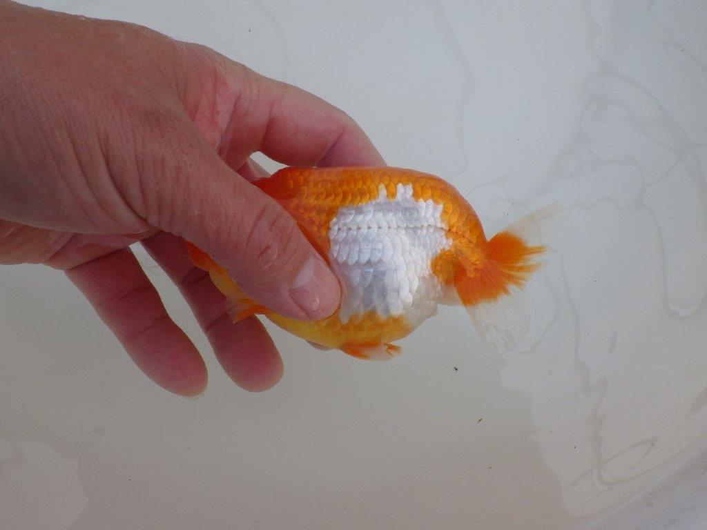 【浜松 高林 優 氏】背も綺麗で映えるらんちゅう 約12,5㎝  メス?