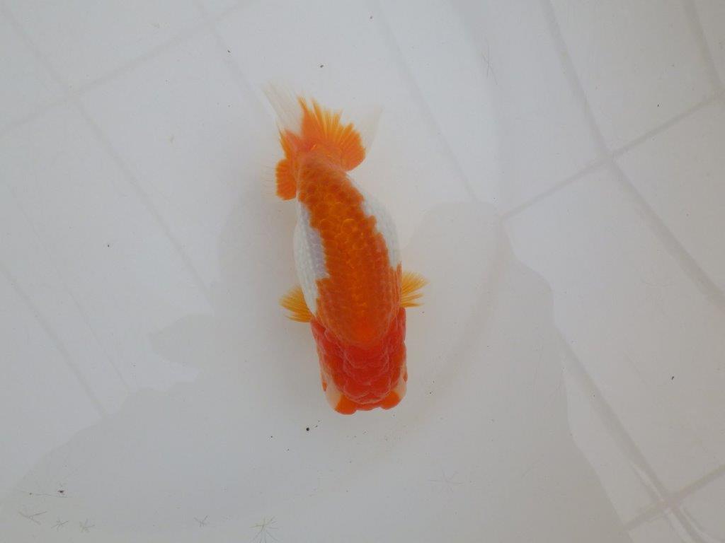 【浜松 高林 優 氏】背も綺麗で映えるらんちゅう 約12,5㎝  メス?