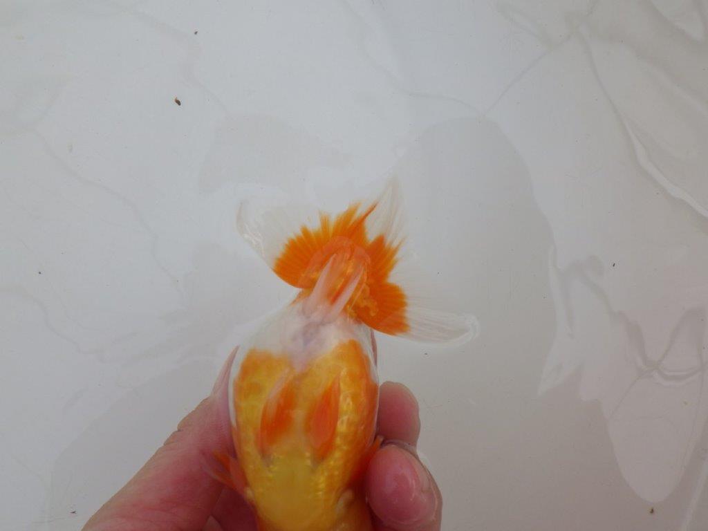 【浜松 高林 優 氏】背も綺麗で映えるらんちゅう 約12,5㎝  メス?