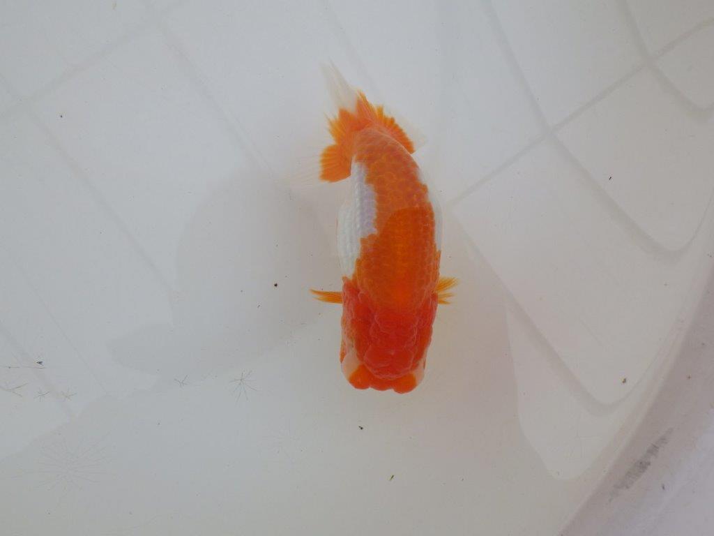 【浜松 高林 優 氏】背も綺麗で映えるらんちゅう 約12,5㎝  メス?