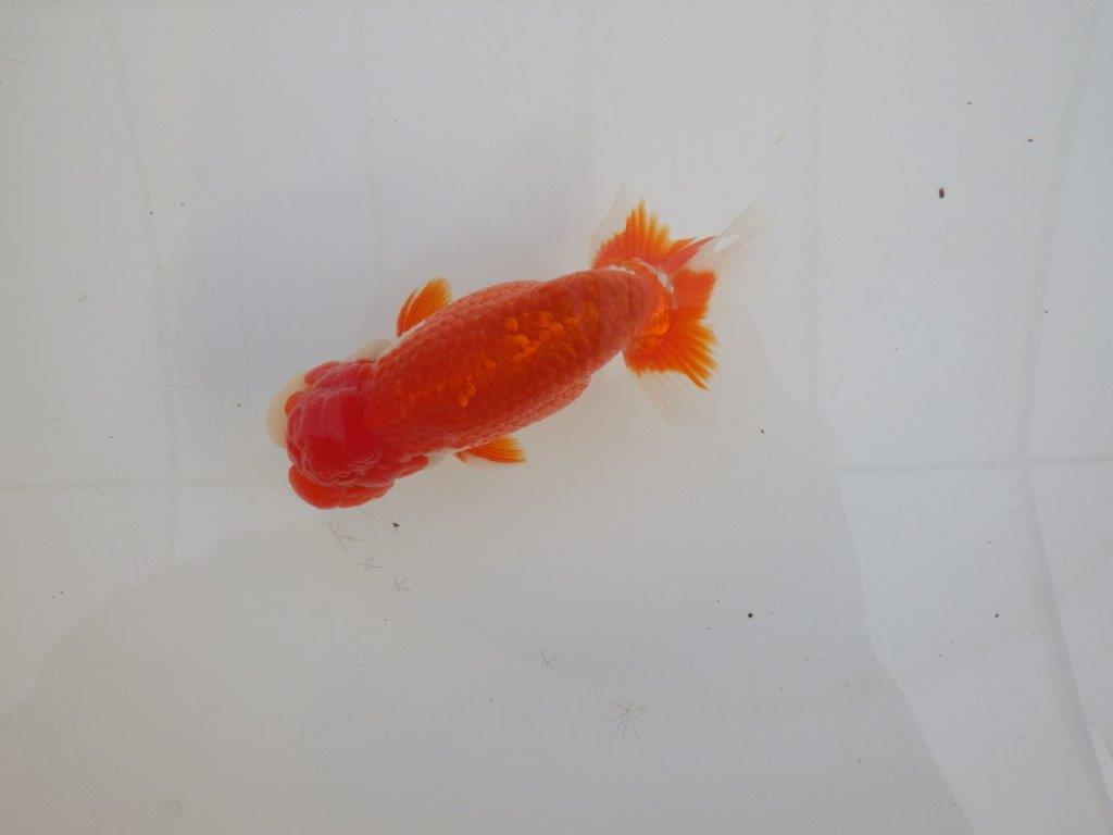 【浜松 高林 優 氏】色艶が良く水槽で映えるらんちゅう 約12,5㎝  オス