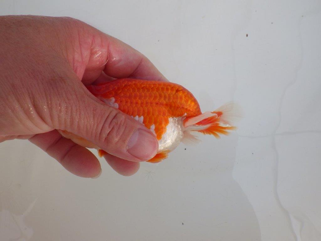 【浜松 高林 優 氏】色艶が良く水槽で映えるらんちゅう 約12,5㎝  オス