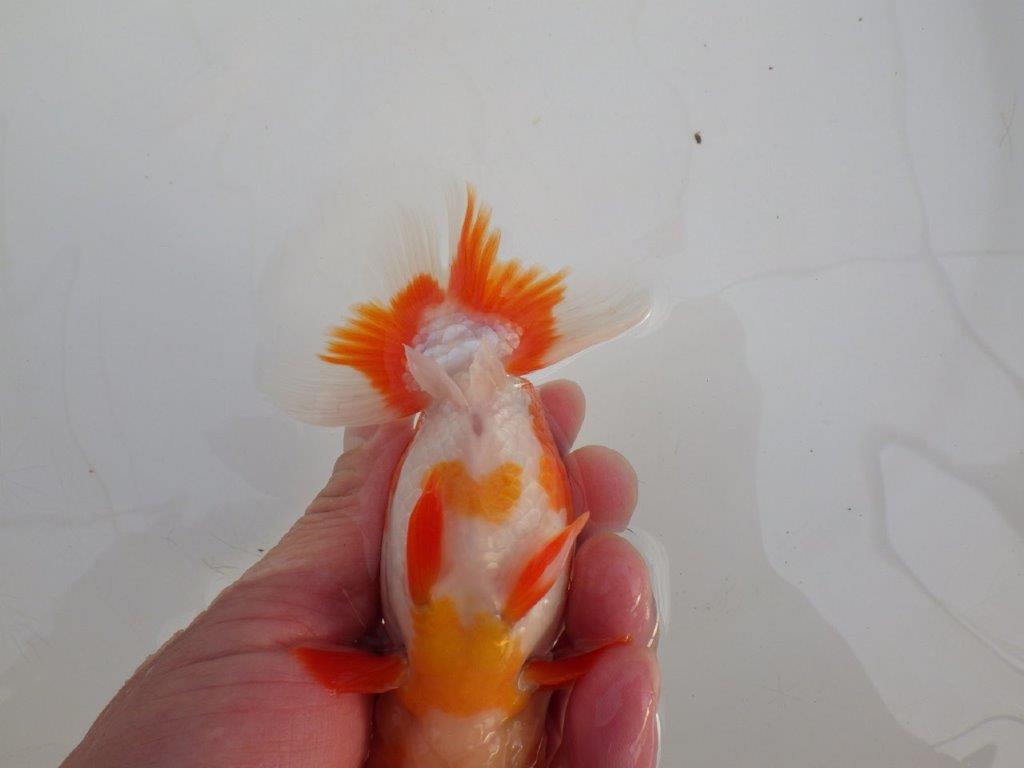 【浜松 高林 優 氏】色艶が良く水槽で映えるらんちゅう 約12,5㎝  オス