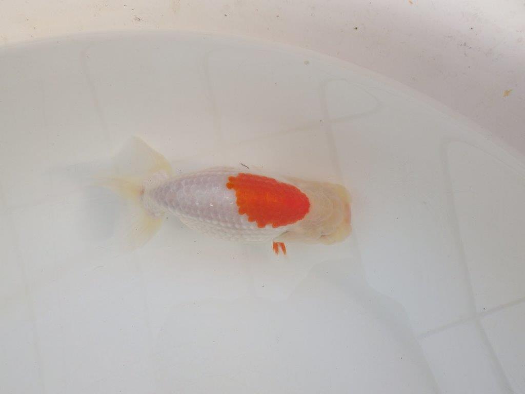 【浜松 高林 優 氏】口紅付きの可愛いらんちゅう 約13㎝  メス？