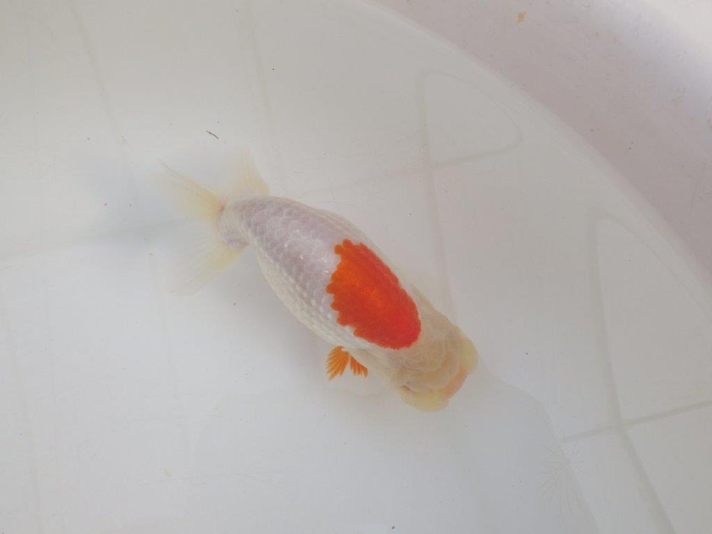 【浜松 高林 優 氏】口紅付きの可愛いらんちゅう 約13㎝  メス？