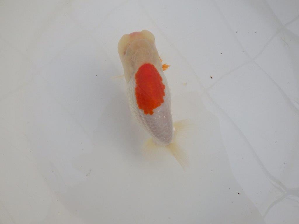 【浜松 高林 優 氏】口紅付きの可愛いらんちゅう 約13㎝  メス？