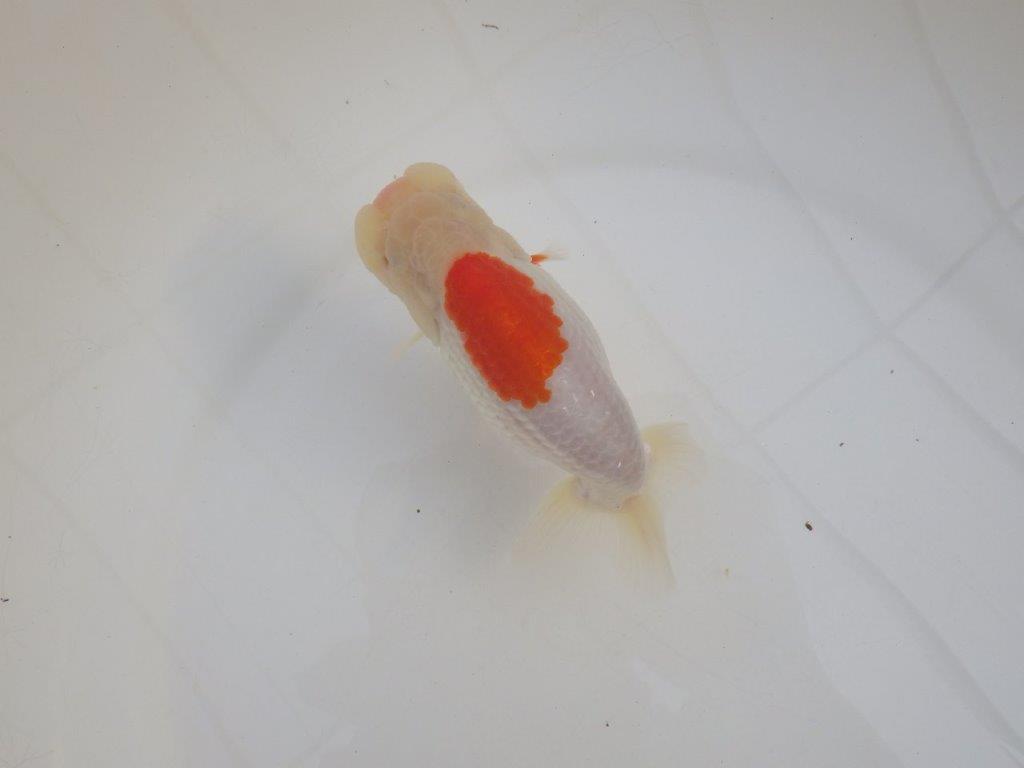 【浜松 高林 優 氏】口紅付きの可愛いらんちゅう 約13㎝  メス？