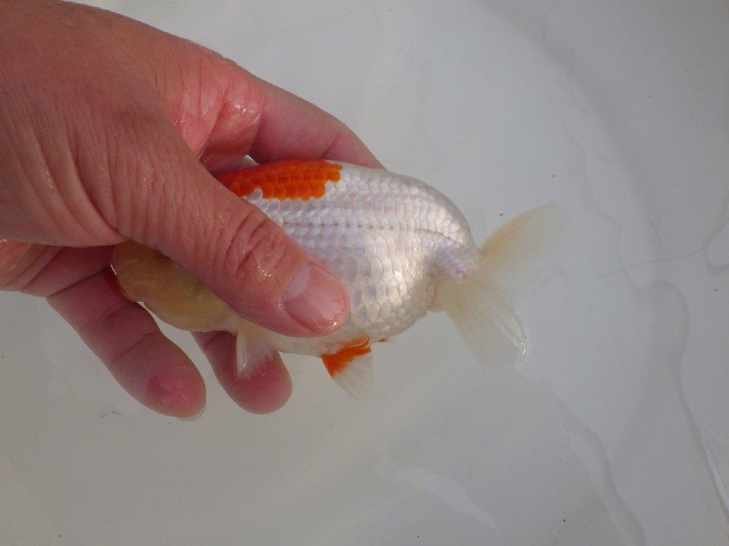 【浜松 高林 優 氏】口紅付きの可愛いらんちゅう 約13㎝  メス？