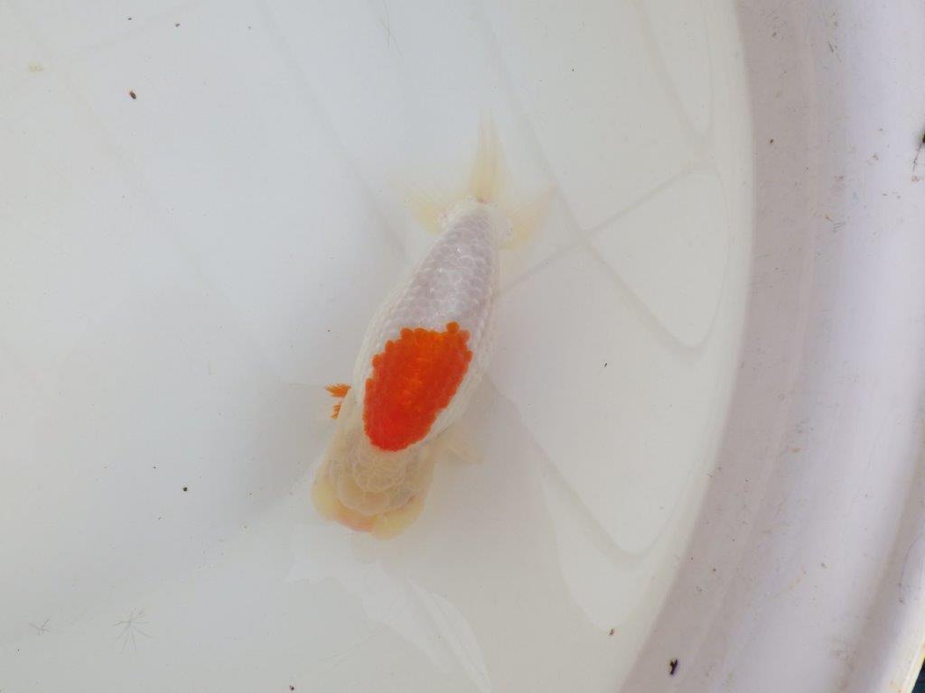 【浜松 高林 優 氏】口紅付きの可愛いらんちゅう 約13㎝  メス？